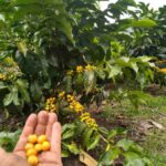 Cafe Caturra Amarillo